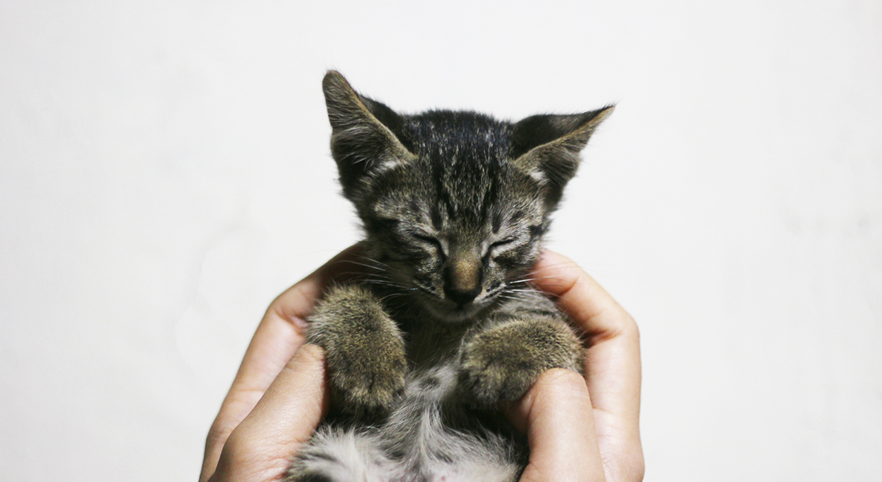 手に乗せられた子猫