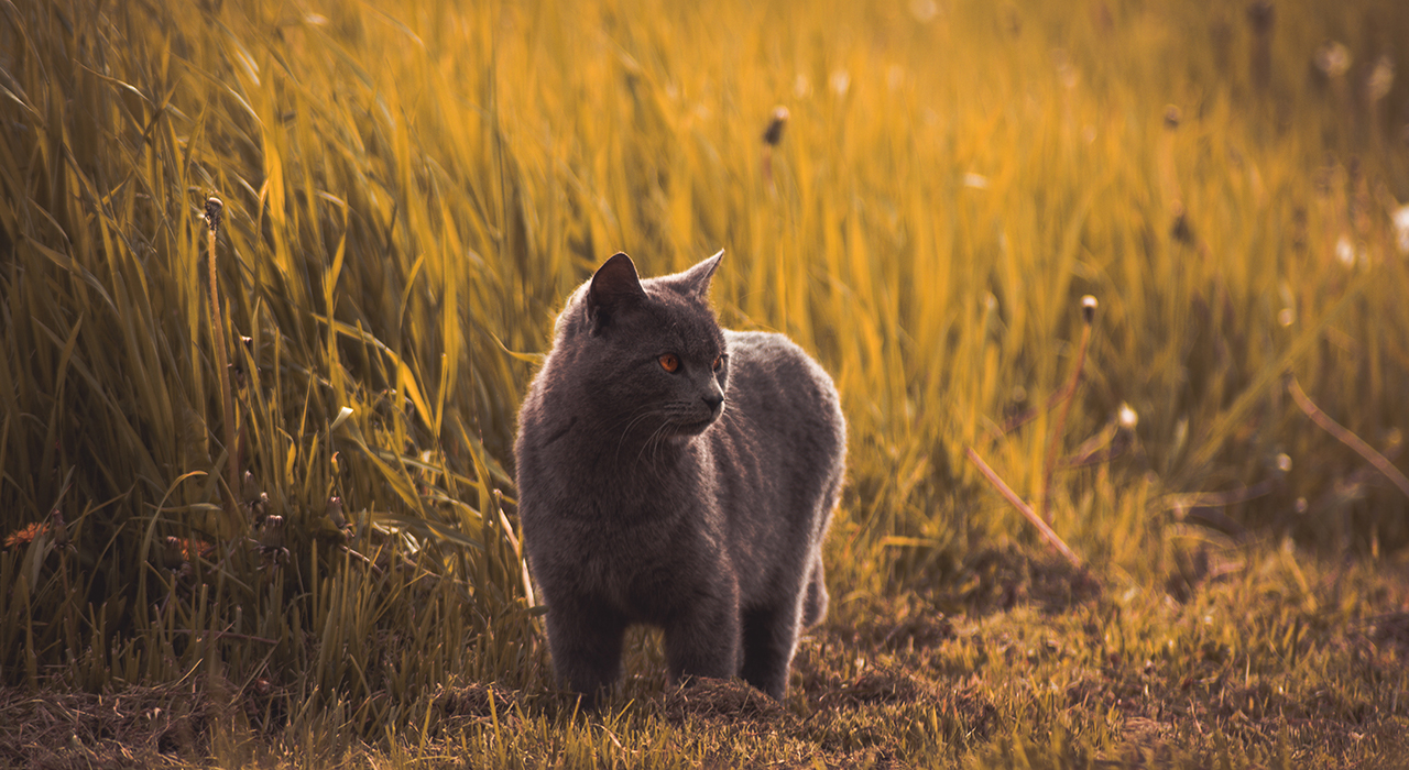 遠くを見つめる猫