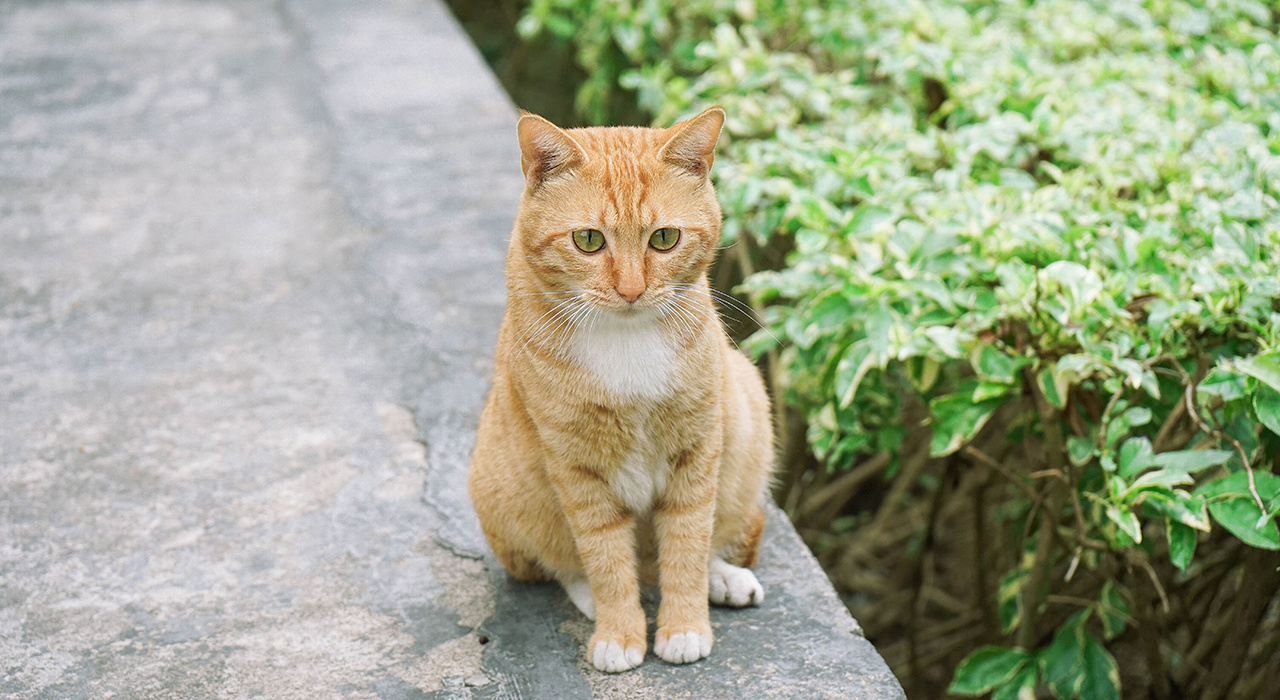 お座りする猫